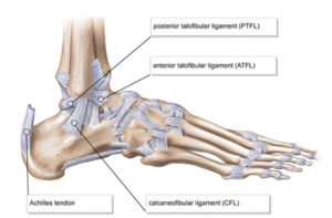 ligaments of the ankle