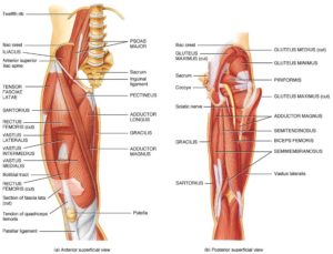 muscles of the hip