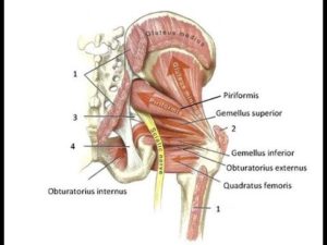 picture of hip external rotator muscles