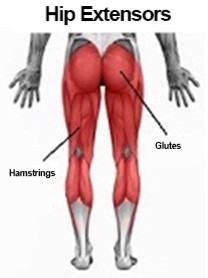picture of hip extensor muscles