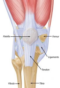 anatomy of the knee