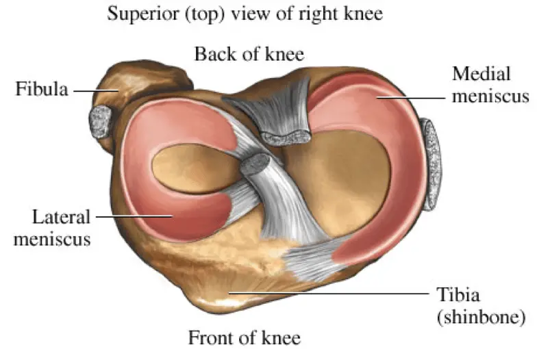 picture of medial and lateral meniscus