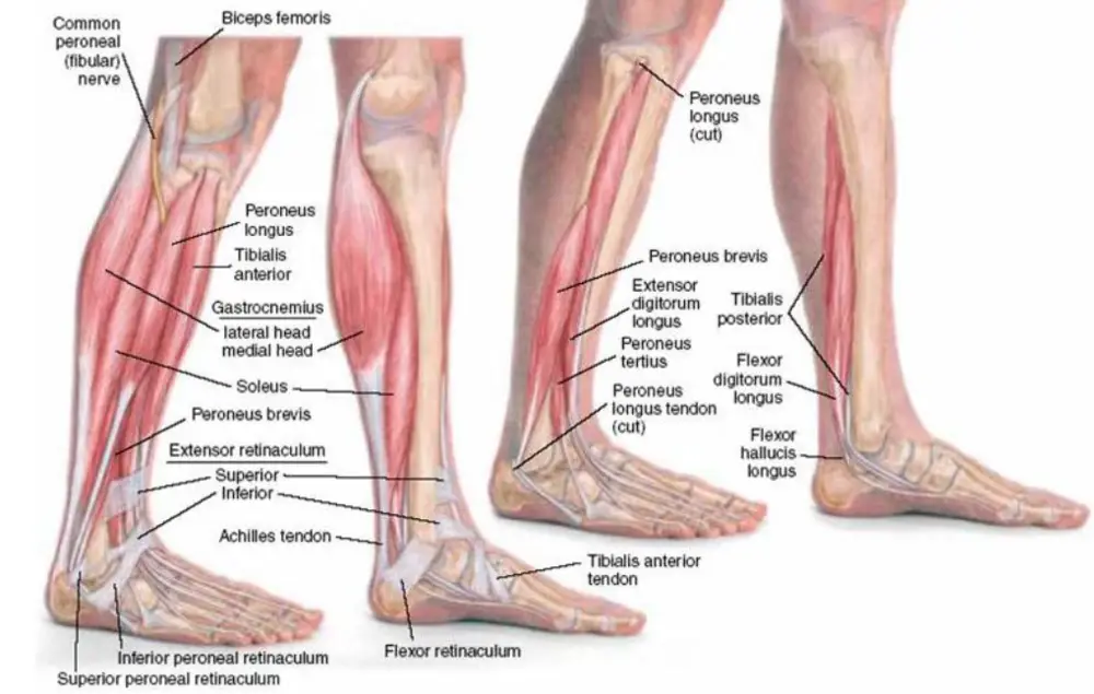 Picture of the muscles of the lower leg and ankle