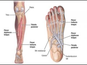 tibialis posterior anatomy