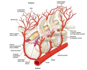 image of the blood blow deep within the spine