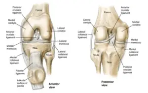 Knee Anatomy