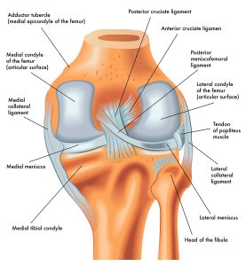 Posterior View Right Knee.eps