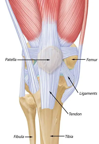 The 7 Best Knee Braces for Patella Tracking: Updated Reviews 2022 ...