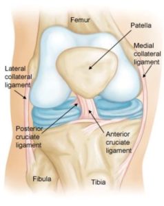 knee anatomy