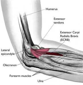 anatomy of the elbow joint