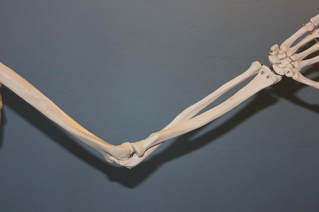 The bones of the elbow in a human