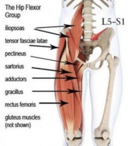 Hip Flexor Muscle Group