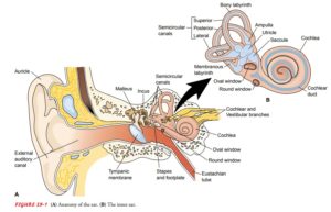 anatomy picture of the inner ear