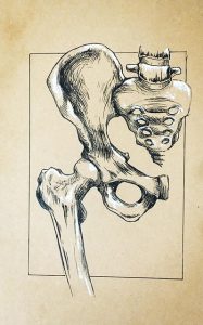 Hip joint