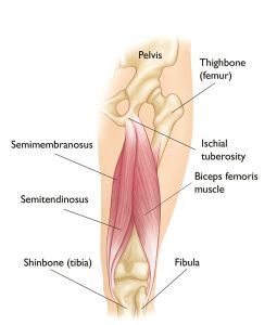 Hamstring Muscles